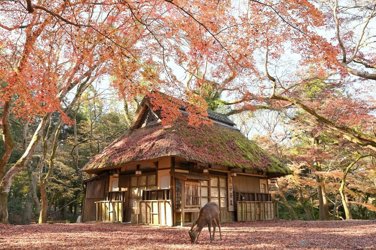 A Thousand Years in One Day: Kyoto & Nara Panoramic Tour Osaka Station