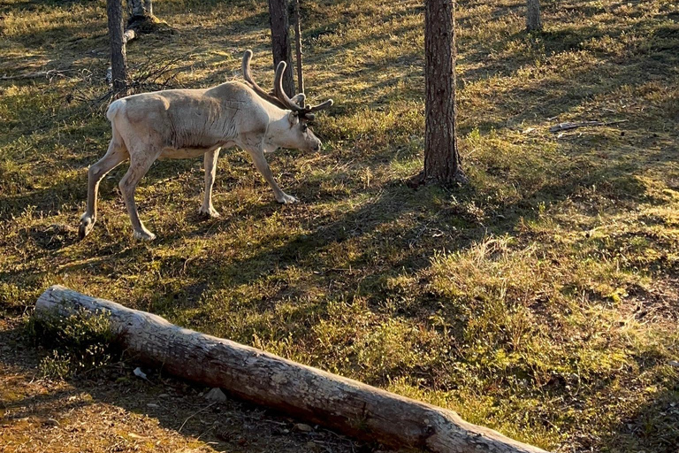Saariselkä: Private National Park Walk with Cowboy Coffee