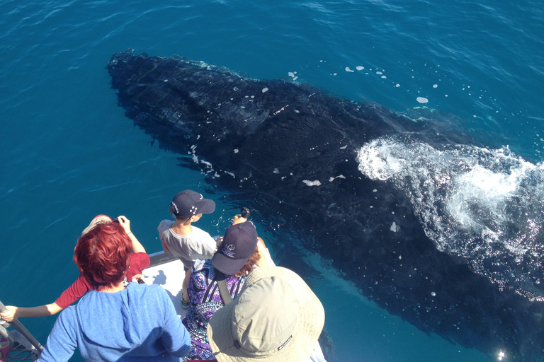 Noosa Thriller Whale Watching