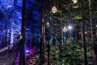 Rotorua, Redwoods Höhe & Tag/Nacht Treewalk Combo - Hizvo