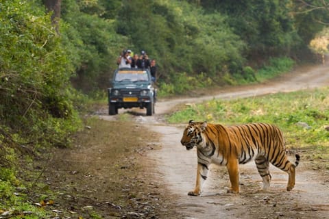 Sariska & Jhalana Escape from Delhi: One Day, Two Safaris