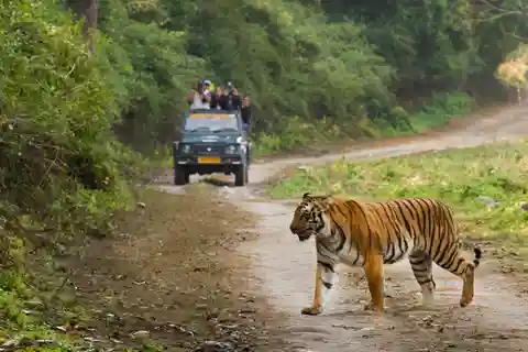 Mumbai to Jim Corbett: 2-Day Safari Adventure via Delhi