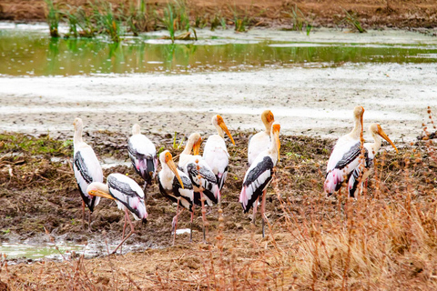 Safári pela vida selvagem no Parque Nacional de Yala saindo de Galle