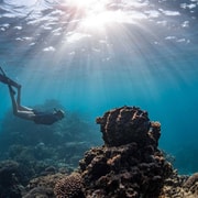 Coral Bay: Full-Day Ningaloo Reef with Manta Rays Tour