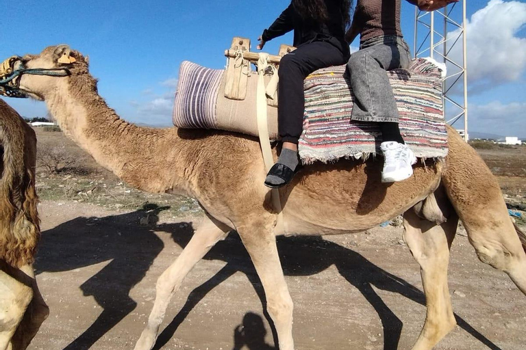 Hammamet: Combo Horse and Camel Ride in Nature Hammamamet: Combo Horse and Camel Ride in Nature