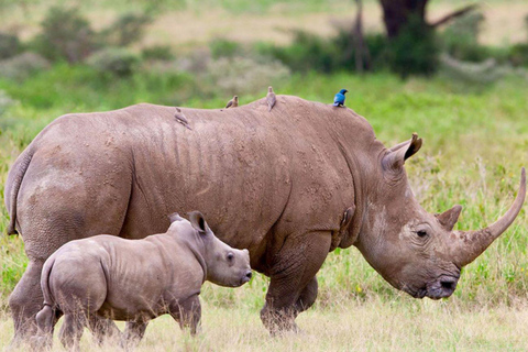 Johannesburg: Soweto, Dinokeng Culture and Wildlife Day Trip