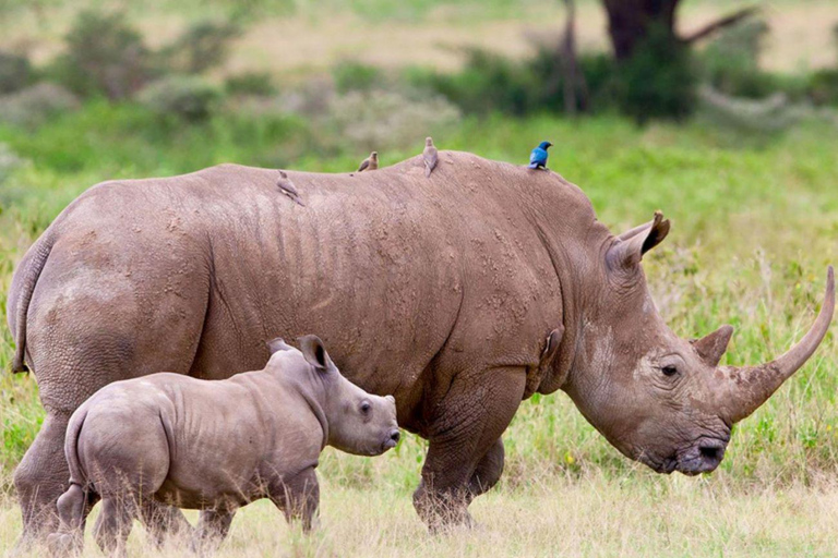 Johannesburg: Soweto, Dinokeng Culture and Wildlife Day Trip