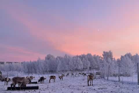 Kiruna: Rentierfütterungstour und samische Kultur mit Kleinbus