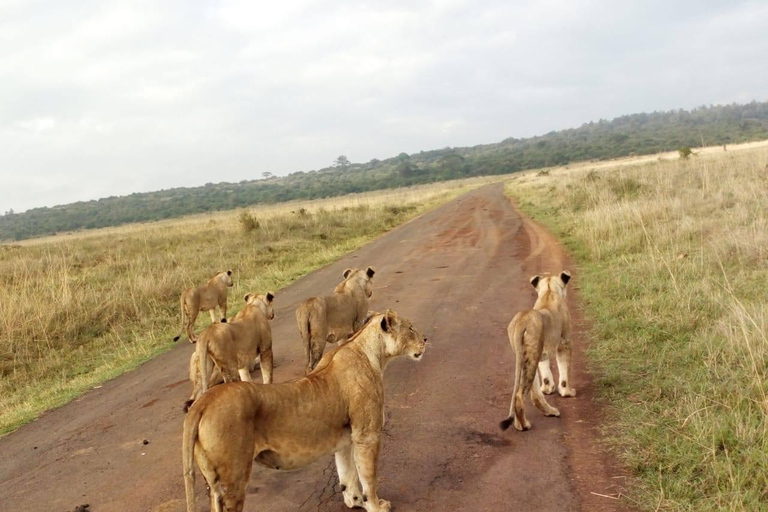 Overnight Masai Mara National Park From Nairobi