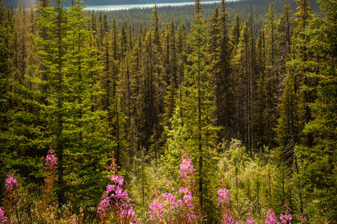 Ijsveld :Crowfoot gletsjer,Bow-Peyto meer &amp;Marble Canyon