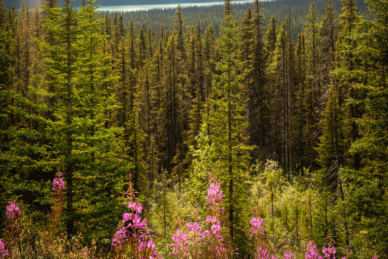 Pole lodowe: lodowiec Crowfoot, jezioro Bow-Peyto i Marble Canyon