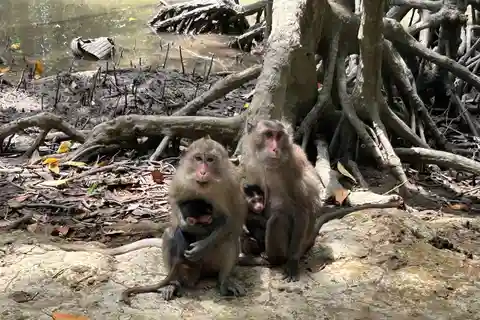 Can Gio Monkey Island Day Trip