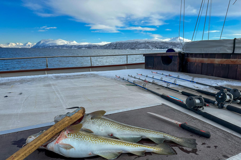 Tromsø:Arktische Fischerei & Meeresfrüchte Fjordkreuzfahrt auf LuxusyachtTromsø: Luxuriöse Kreuzfahrt zum Fischen und für Meeresfrüchte