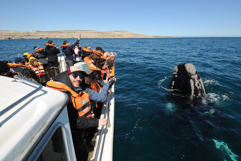 Puerto Madryn: Península Valdés Day Tour with Whale Watching