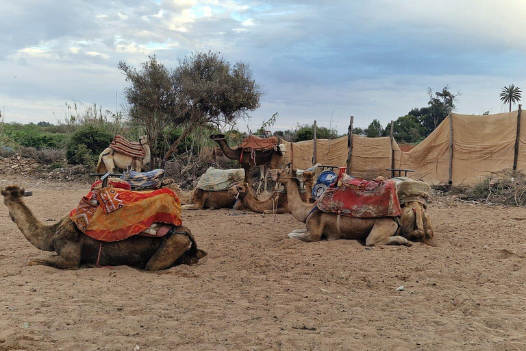 Agadir: Private Souss River Camel Ride with Pickup