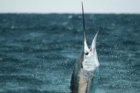 Alanya: Excursão de pesca com equipamento e almoço