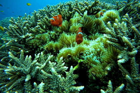 From Lembongan: 3 Snorkeling Spot Day Trip to Penida Tour with Lembongan transfers, Lunch and Mangrove Tour