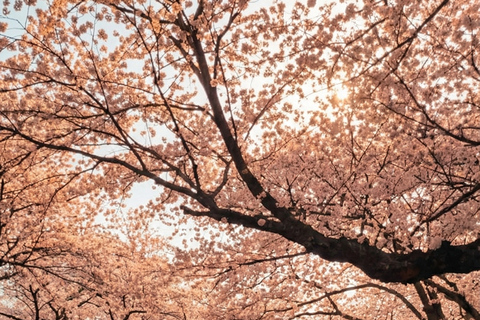 Jeju: Cherry Blossom Tour with Hotel Pickup Jeju cherry Blossom Season Tour : Small Group [Hotel P-up]