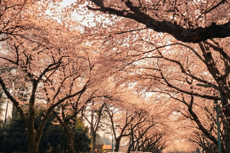 Jeju: Cherry Blossom Tour with Hotel Pickup Jeju cherry Blossom Season Tour : Small Group [Hotel P-up]
