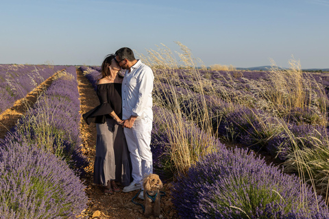 Valensole: Professional Photo in a Lavender Field Valensole: Professional photo in a lavender field