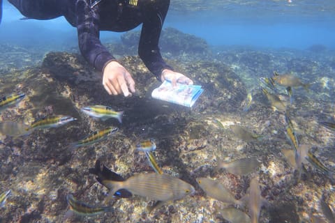 Experiencia guiada de snorkel en Playa Blanca
