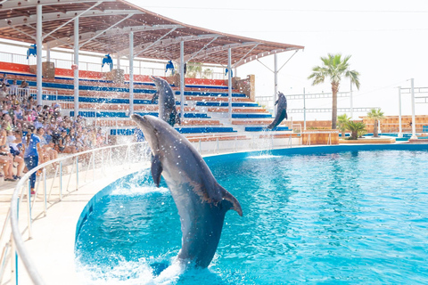 From Alanya/ Side: Dolphin Show Tickets with Hotel Transfer Transfer from Hotels