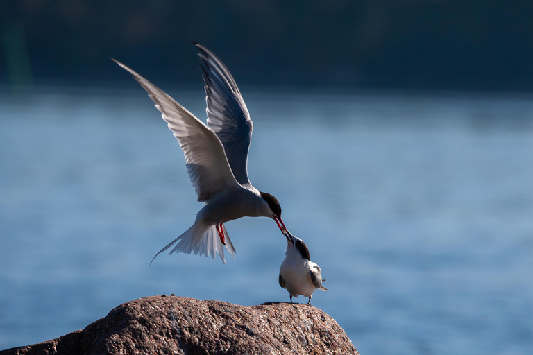 Seahouses: Seabird and Seal Cruise of the Farne Islands