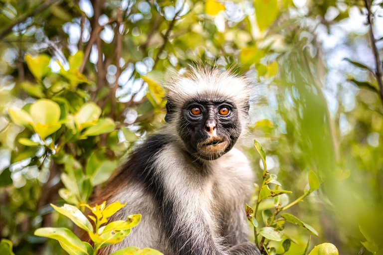 Zanzibar: Floresta de Jozani + excursão à Cidade de Pedra com traslado