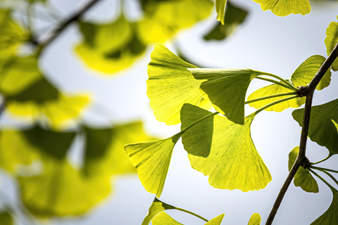 From Seoul: Wonju Nature Day Trip, Ginkgo Tree & Cable Car A. [Spring] Sogeumsan Cable Car & Cherry Blossom Tunnel Tour