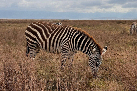 Safari de 3 jours dans le Tarangire, le Ngorongoro et le Manyara au départ de Zanzibar