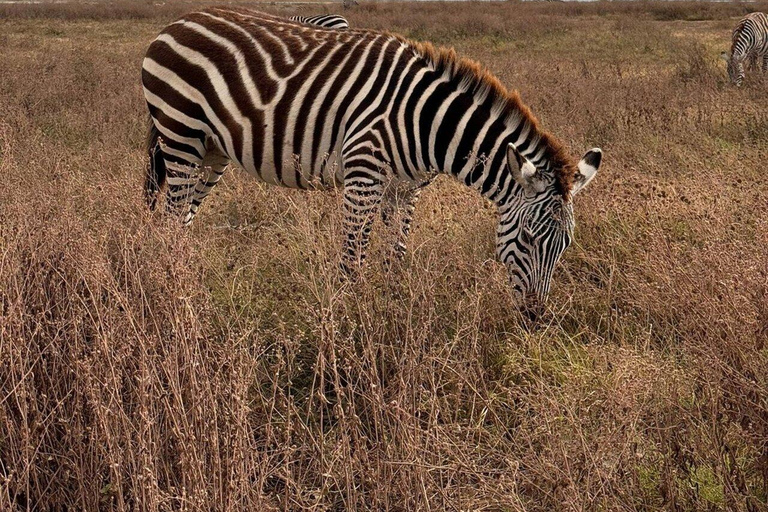 Safari de 3 jours dans le Tarangire, le Ngorongoro et le Manyara au départ de Zanzibar