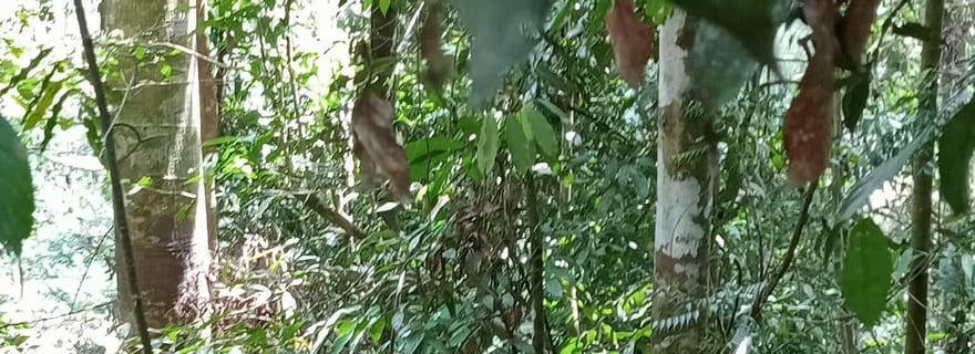 Sumatra : randonnée de 2 jours avec les orangs-outans et descente en bouée