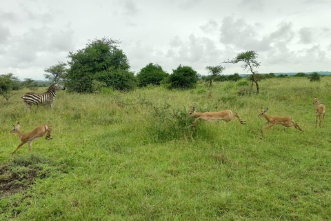 Nairobi National Park Half-Day Safari – Wildlife Game Drive