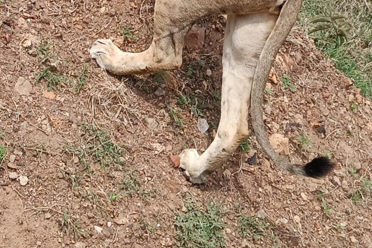 Nairobi National Park Guided Game Drive