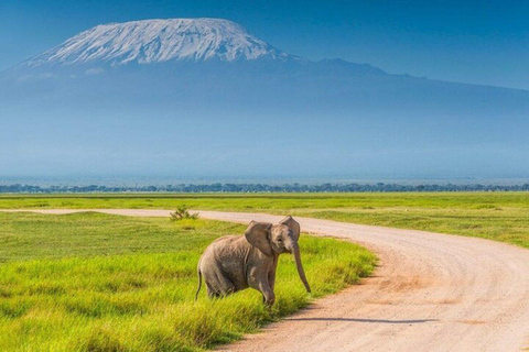 3 Days & 2 Nights Amboseli National Park With 4*4 Vehicle