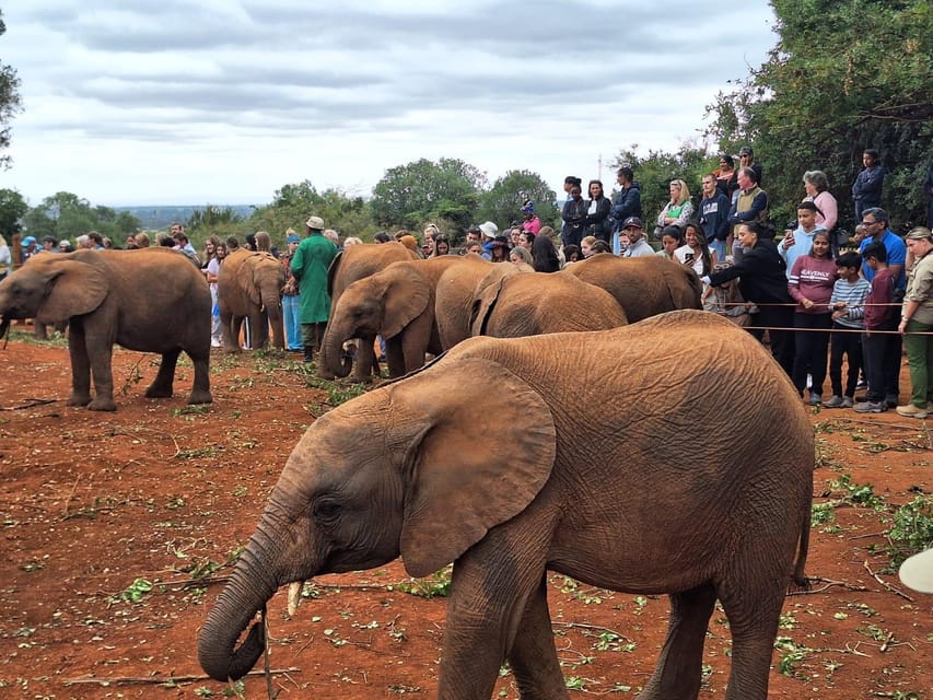 National Park, Giraffe Center ve Nairobi'deki Baby Elephant yakınlarındaki oteller - Hizvo