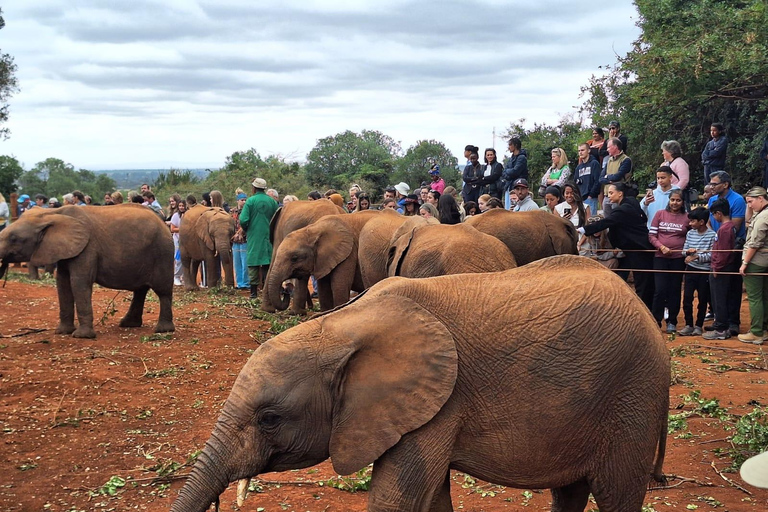 Nationalpark, Giraffenzentrum und Elefantenbaby in Nairobi