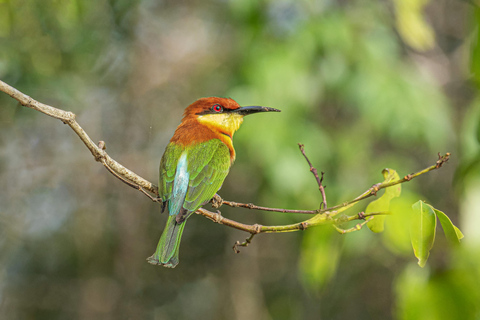 Galle Day Trip with a transfer to your next destination from Ella to Colombo/Negombo drop