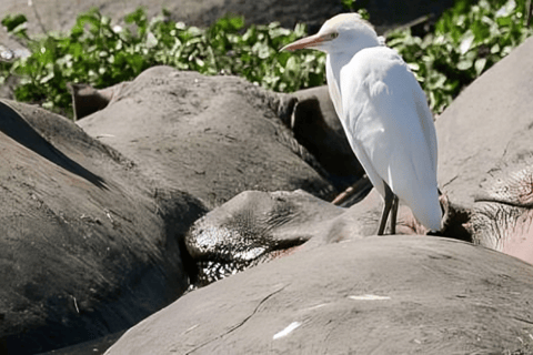 Arusha: Ngorongoro Crater Day Trip with Lunch
