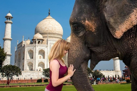 Elefante/Oso Salvaje SOS y Viaje a Agra en CocheCoche AC + Guía + Entrada al Monumento
