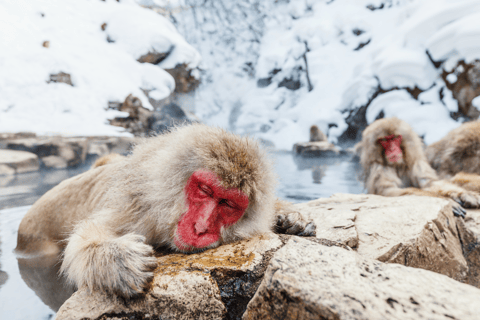 ¡Snow Monkey &amp; Natural Hot Spring Retreat Tour privado!Recogida en los alrededores de Myoko/Devolución en los alrededores de Nagano