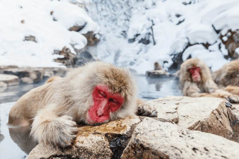 Snow Monkey &amp; Natural Hot Spring Retreat Privat tur!Upphämtning och avlämning runt Nagano