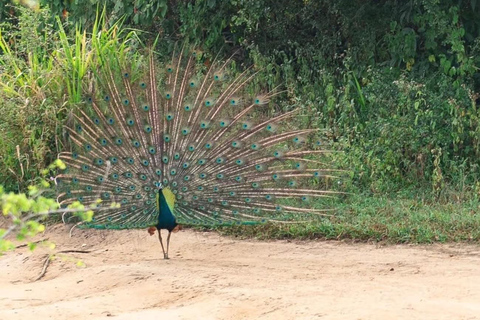 Minneriya Safari from Sigiriya Eco Jeep Adventure