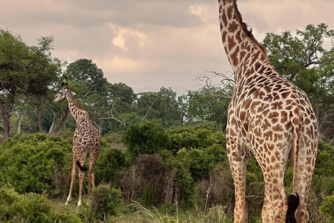 Kilimanjaro: 3-Day Serengeti and Ngorongoro Safari Tour