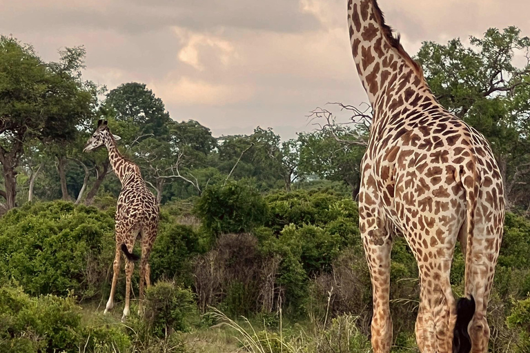 Kilimanjaro: 3-Day Serengeti and Ngorongoro Safari Tour