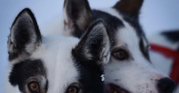 Levi: Husky Farm Visit and Sleigh Ride