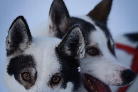 Levi: Husky Farm Visit, Sleigh Ride and Husky Hugging