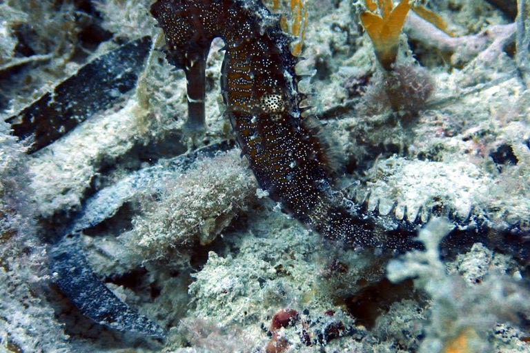 Zanzibar: Upptäck dykningKizimkazi: Menai Bay – upptäck dykning