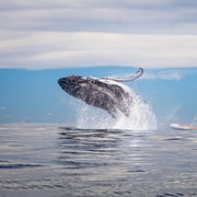 Gold Coast: Whale Watching