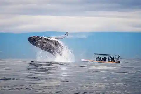 Gold Coast: Whale Watching